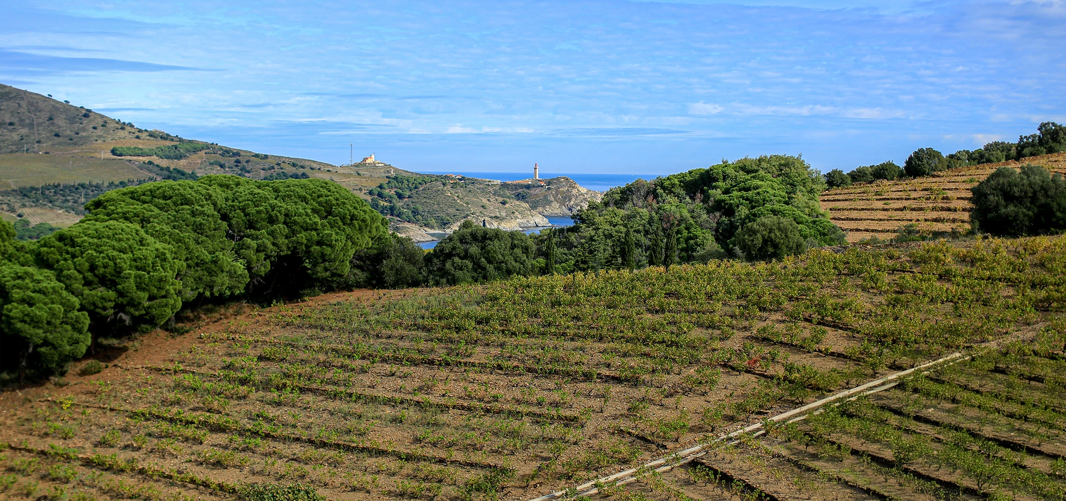 Cote-Vermeille-Cap-Bear4A5321 CIVR-Saint.ephotographie copie.webp